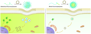 Graphical abstract: Statistical versus block fluoropolymers in gene delivery