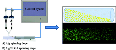 Graphical abstract: A simple technique for development of fibres with programmable microsphere concentration gradients for local protein delivery