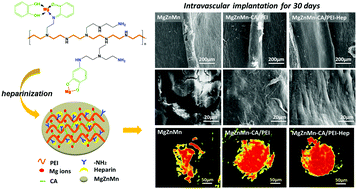 Graphical abstract: Catechol/polyethyleneimine conversion coating with enhanced corrosion protection of magnesium alloys: potential applications for vascular implants