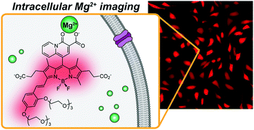 Graphical abstract: Highly selective, red emitting BODIPY-based fluorescent indicators for intracellular Mg2+ imaging