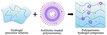 Graphical abstract: Polymersome–hydrogel composites with combined quick and long-term antibacterial activities