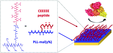 Graphical abstract: Low-fouling, mixed-charge poly-l-lysine polymers with anionic oligopeptide side-chains