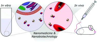Graphical abstract: Nanoparticle–proteome in vitro and in vivo