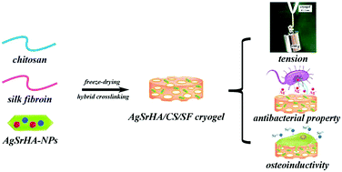 Graphical abstract: A resilient and flexible chitosan/silk cryogel incorporated Ag/Sr co-doped nanoscale hydroxyapatite for osteoinductivity and antibacterial properties
