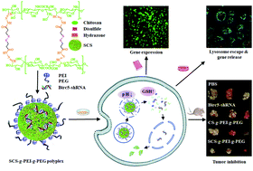 Graphical abstract: Dual stimuli-responsive saccharide core based nanocarrier for efficient Birc5-shRNA delivery