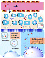 Graphical abstract: Enhanced cellular uptake by non-endocytic pathway for tumor therapy