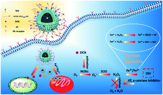 Graphical abstract: Enhanced highly toxic reactive oxygen species levels from iron oxide core–shell mesoporous silica nanocarrier-mediated Fenton reactions for cancer therapy