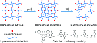 Graphical abstract: The multifaceted nature of catechol chemistry: bioinspired pH-initiated hyaluronic acid hydrogels with tunable cohesive and adhesive properties