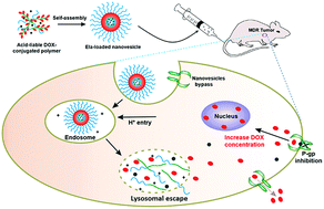 Graphical abstract: Polymeric nanovesicles as simultaneous delivery platforms with doxorubicin conjugation and elacridar encapsulation for enhanced treatment of multidrug-resistant breast cancer