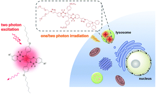 Graphical abstract: Pyrrolopyrrole aza boron dipyrromethene based two-photon fluorescent probes for subcellular imaging