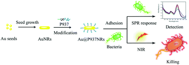 Graphical abstract: Dual-functional peptide conjugated gold nanorods for the detection and photothermal ablation of pathogenic bacteria