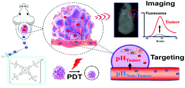 Graphical abstract: Phthalocyanine-based photosensitizer with tumor-pH-responsive properties for cancer theranostics