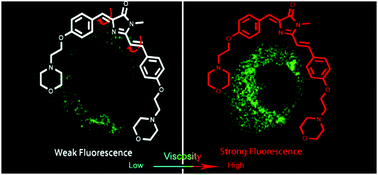 Graphical abstract: A new GFP fluorophore-based probe for lysosome labelling and tracing lysosomal viscosity in live cells