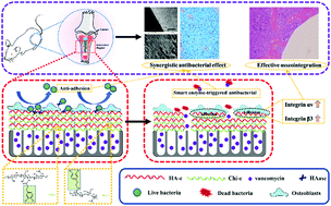 Graphical abstract: Surface engineering of titanium implants with enzyme-triggered antibacterial properties and enhanced osseointegration in vivo
