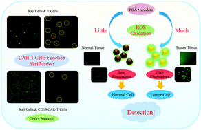 Graphical abstract: Two-photon fluorescent polydopamine nanodots for CAR-T cell function verification and tumor cell/tissue detection