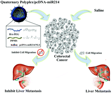 Graphical abstract: Enzymatically synthesized poly(amino-co-ester) polyplexes for systemic delivery of pcDNA-miRNA-214 to suppress colorectal cancer liver metastasis
