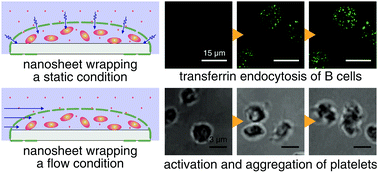 Graphical abstract: Porous nanosheet wrapping for live imaging of suspension cells