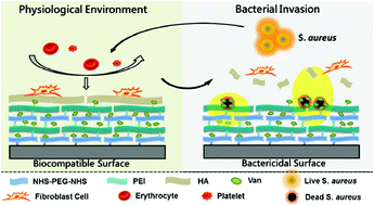 Graphical abstract: Bacterial adaptability of enzyme and pH dual-responsive surface for infection resistance