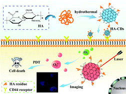 Graphical abstract: Multifunctional hyaluronic acid-derived carbon dots for self-targeted imaging-guided photodynamic therapy