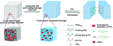 Graphical abstract: A tough and self-healing poly(l-glutamic acid)-based composite hydrogel for tissue engineering