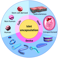 Graphical abstract: Islet encapsulation
