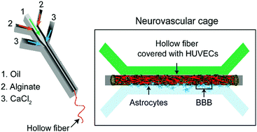 Graphical abstract: Microfluidic approach for the fabrication of cell-laden hollow fibers for endothelial barrier research