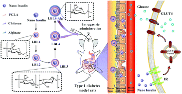 Graphical abstract: Preparation and characterization of layer-by-layer hypoglycemic nanoparticles with pH-sensitivity for oral insulin delivery