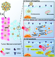 Graphical abstract: Induction of mitochondrial apoptosis for cancer therapy via dual-targeted cascade-responsive multifunctional micelles