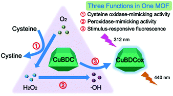 Graphical abstract: Three hidden talents in one framework: a terephthalic acid-coordinated cupric metal–organic framework with cascade cysteine oxidase- and peroxidase-mimicking activities and stimulus-responsive fluorescence for cysteine sensing