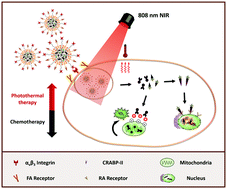 Graphical abstract: Subcellular co-delivery of two different site-oriented payloads based on multistage targeted polymeric nanoparticles for enhanced cancer therapy