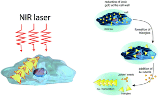 Graphical abstract: Seed-mediated synthesis of plasmonic gold nanoribbons using cancer cells for hyperthermia applications