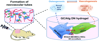 Graphical abstract: An injectable double-network hydrogel for the co-culture of vascular endothelial cells and bone marrow mesenchymal stem cells for simultaneously enhancing vascularization and osteogenesis