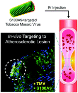 Graphical abstract: S100A9-targeted tobacco mosaic virus nanoparticles exhibit high specificity toward atherosclerotic lesions in ApoE−/− mice