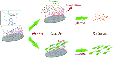 Graphical abstract: Facile fabrication of a “Catch and Release” cellulose acetate nanofiber interface: a platform for reversible glycoprotein capture and bacterial attachment