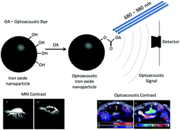 Graphical abstract: Functionalised iron oxide nanoparticles for multimodal optoacoustic and magnetic resonance imaging