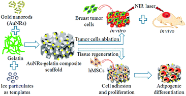 Graphical abstract: Bifunctional scaffolds for the photothermal therapy of breast tumor cells and adipose tissue regeneration
