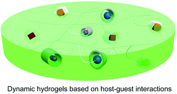 Graphical abstract: Dynamic hydrogels mediated by macrocyclic host–guest interactions