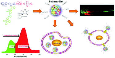 Graphical abstract: Simultaneous near-infrared and green fluorescence from single conjugated polymer dots with aggregation-induced emission fluorogen for cell imaging