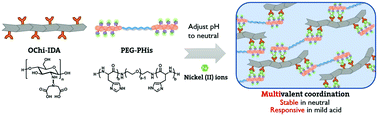 Graphical abstract: A pH-responsive self-healing hydrogel based on multivalent coordination of Ni2+ with polyhistidine-terminated PEG and IDA-modified oligochitosan