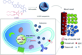 Graphical abstract: Self-delivery nanoparticles of an amphiphilic irinotecan–enediyne conjugate for cancer combination chemotherapy