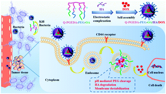 Graphical abstract: Hyaluronic acid/PEGylated amphiphilic nanoparticles for pursuit of selective intracellular doxorubicin release