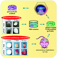 Graphical abstract: Surface modification of porous PLGA scaffolds with plasma for preventing dimensional shrinkage and promoting scaffold–cell/tissue interactions