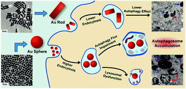 Graphical abstract: Gold nanoparticles impair autophagy flux through shape-dependent endocytosis and lysosomal dysfunction