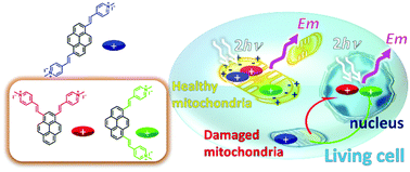Graphical abstract: Bright and two-photon active red fluorescent dyes that selectively move back and forth between the mitochondria and nucleus upon changing the mitochondrial membrane potential