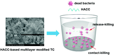Graphical abstract: Improved antibacterial properties of collagen I/hyaluronic acid/quaternized chitosan multilayer modified titanium coatings with both contact-killing and release-killing functions