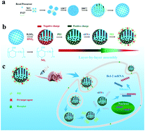 Graphical abstract: A strategy using mesoporous polymer nanospheres as nanocarriers of Bcl-2 siRNA towards breast cancer therapy