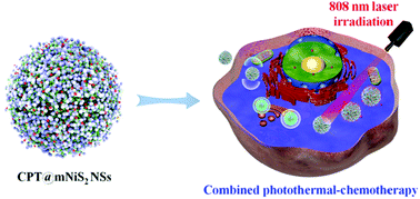 Graphical abstract: Mesoporous NiS2 nanospheres as a hydrophobic anticancer drug delivery vehicle for synergistic photothermal–chemotherapy