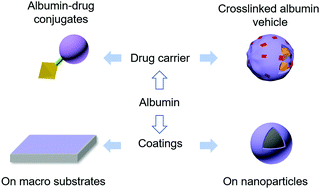 Graphical abstract: Albumin conjugates and assemblies as versatile bio-functional additives and carriers for biomedical applications