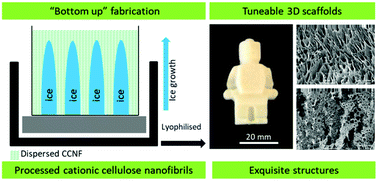 Graphical abstract: Mechanically robust cationic cellulose nanofibril 3D scaffolds with tuneable biomimetic porosity for cell culture