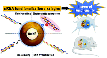 Graphical abstract: Current status and future perspectives of gold nanoparticle vectors for siRNA delivery